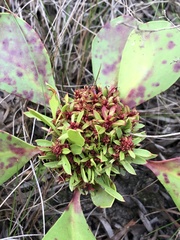 Protea witches broom phytoplasma
