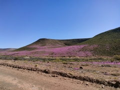 Drosanthemum hispidum