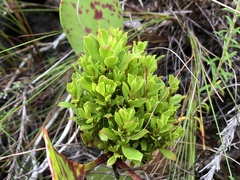 Protea witches broom phytoplasma