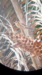 Campylorhynchus turdinus