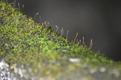 Tortula muralis