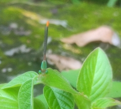 Ceriagrion cerinorubellum