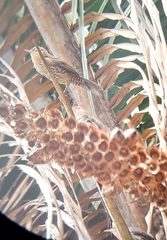 Campylorhynchus turdinus