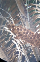 Campylorhynchus turdinus