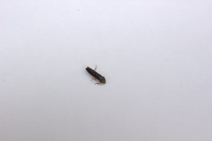Cicadellinae