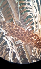 Campylorhynchus turdinus