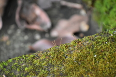 Tortula muralis