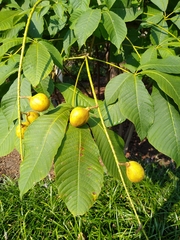 Aesculus parviflora