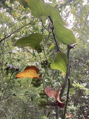 Smilax bona-nox