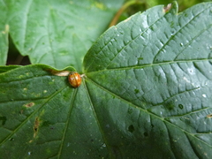 Adalia decempunctata