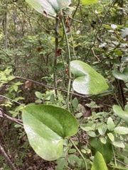 Smilax bona-nox