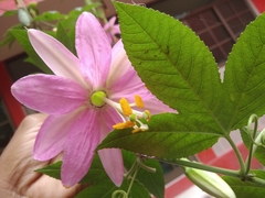 Passiflora tarminiana