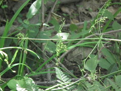 Veronicastrum sibiricum