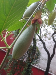 Passiflora tarminiana