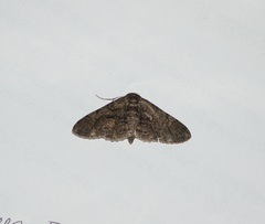 Lepidoptera