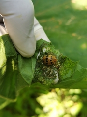 Epilachna tredecimnotata