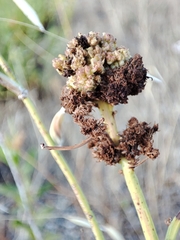 Aceria chondrillae