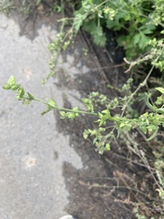 Melilotus officinalis