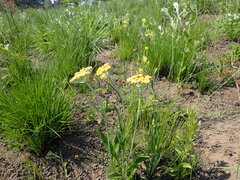 Helichrysum pallidum