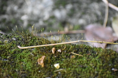 Tortula muralis