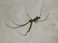 Leucauge decorata