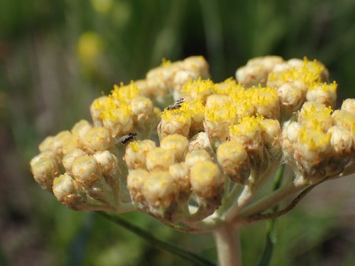 Image of Helichrysum pallidum by (c) Mahomed Desai, some rights reserved (CC BY)