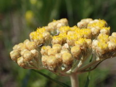 Helichrysum pallidum