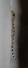 Hemidactylus