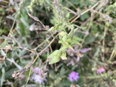 Melilotus officinalis