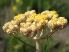Helichrysum pallidum