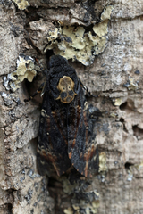 Acherontia atropos