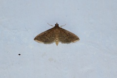 Herpetogramma