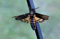 Acherontia atropos