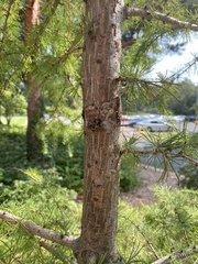 Larix laricina