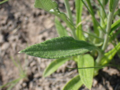 Helichrysum pallidum