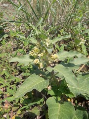 Asclepias nyctaginifolia