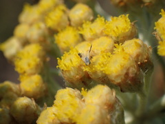 Helichrysum pallidum