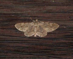 Boarmiini