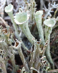 Cladonia deformis