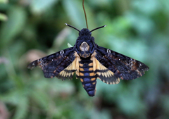Acherontia atropos