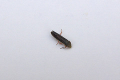 Cicadellinae