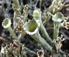 Cladonia deformis
