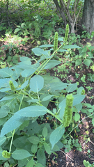 Agastache nepetoides