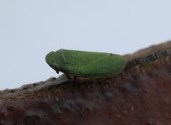 Tettigometridae