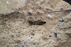 Schistocerca melanocera