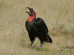 Bucorvus leadbeateri