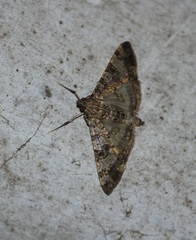 Lepidoptera