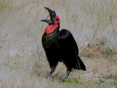 Bucorvus leadbeateri