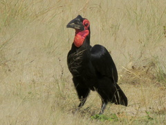 Bucorvus leadbeateri