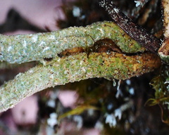 Cladonia deformis